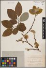 Foto von Salix caprea L.